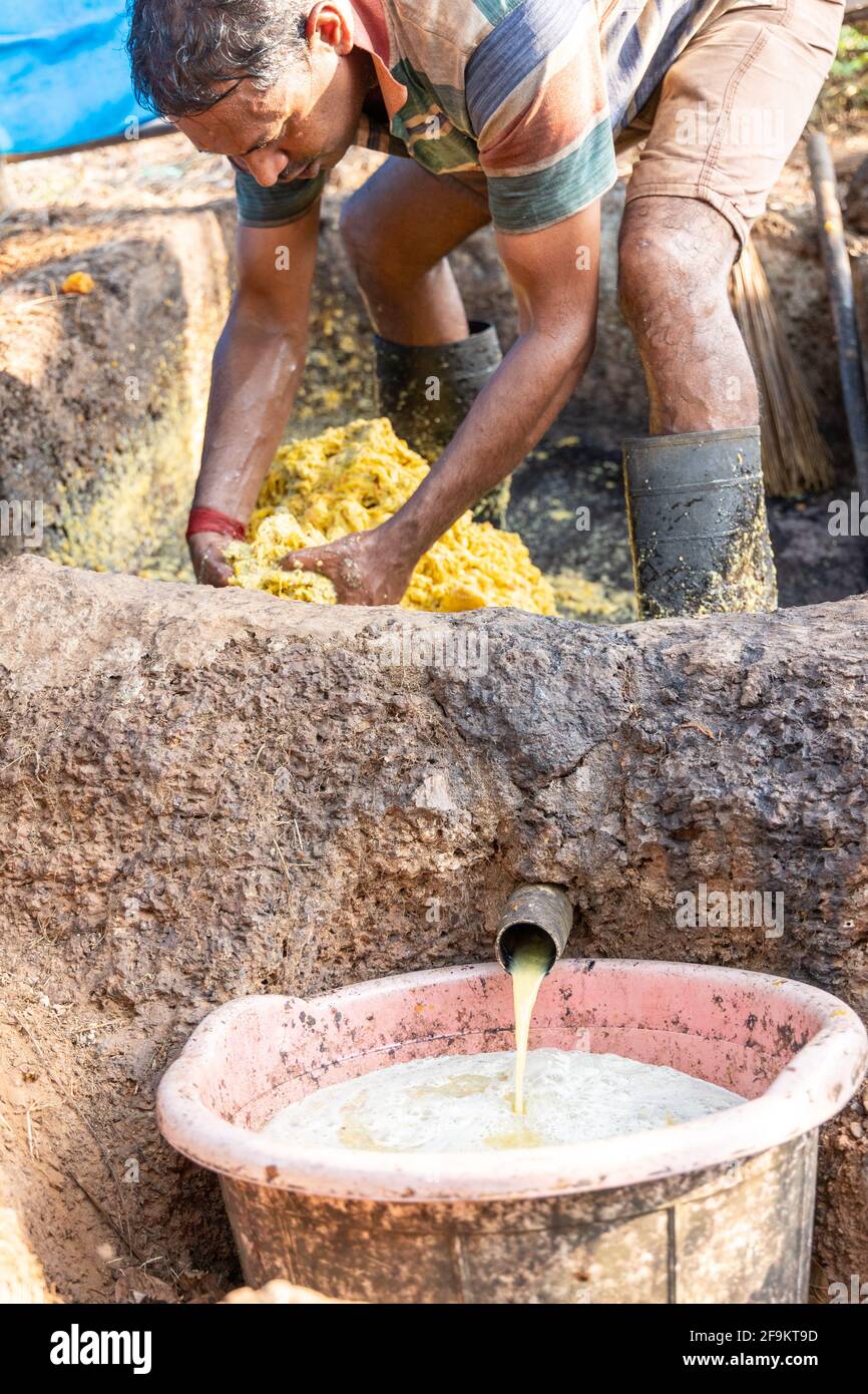 Mashed remains of the cashew fruits being gathered together for final