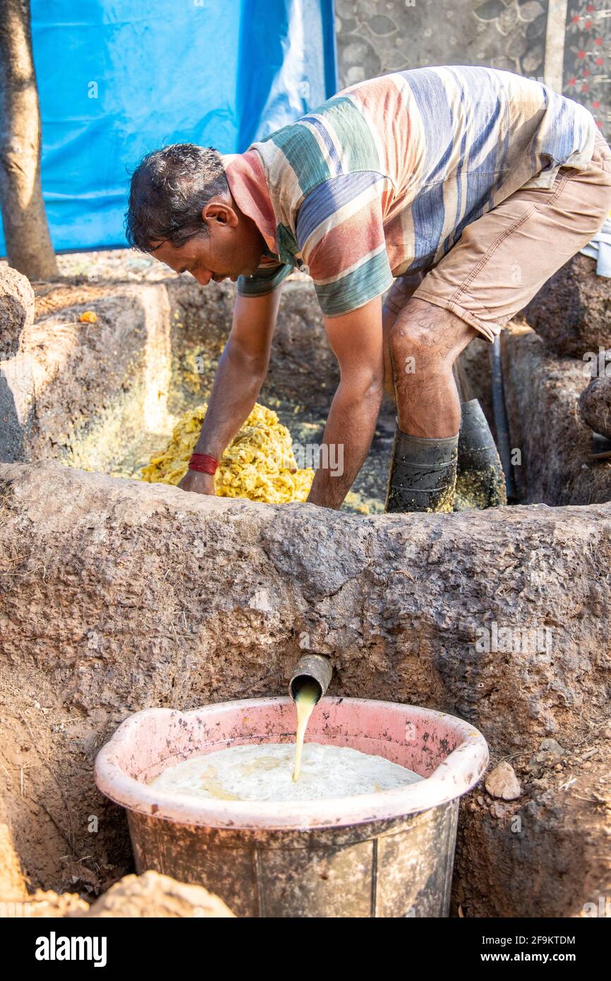 Mashed remains of the cashew fruits being gathered together for final ...