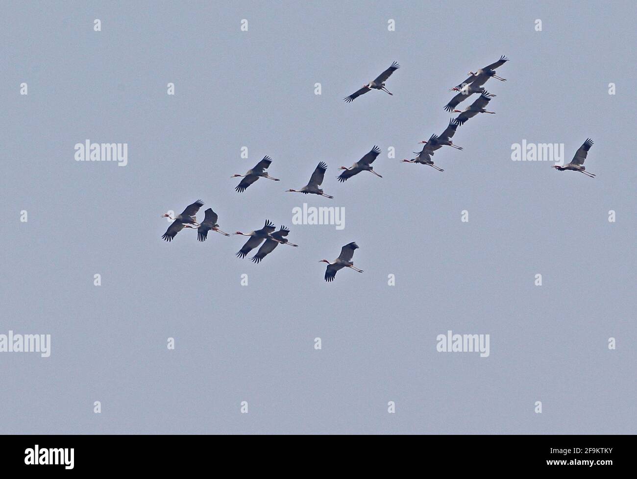 Sarus Crane (Antigone antigone sharpii) flock coming in to land in early morning light Ang Trapaeng Thmor, Cambodia          January Stock Photo