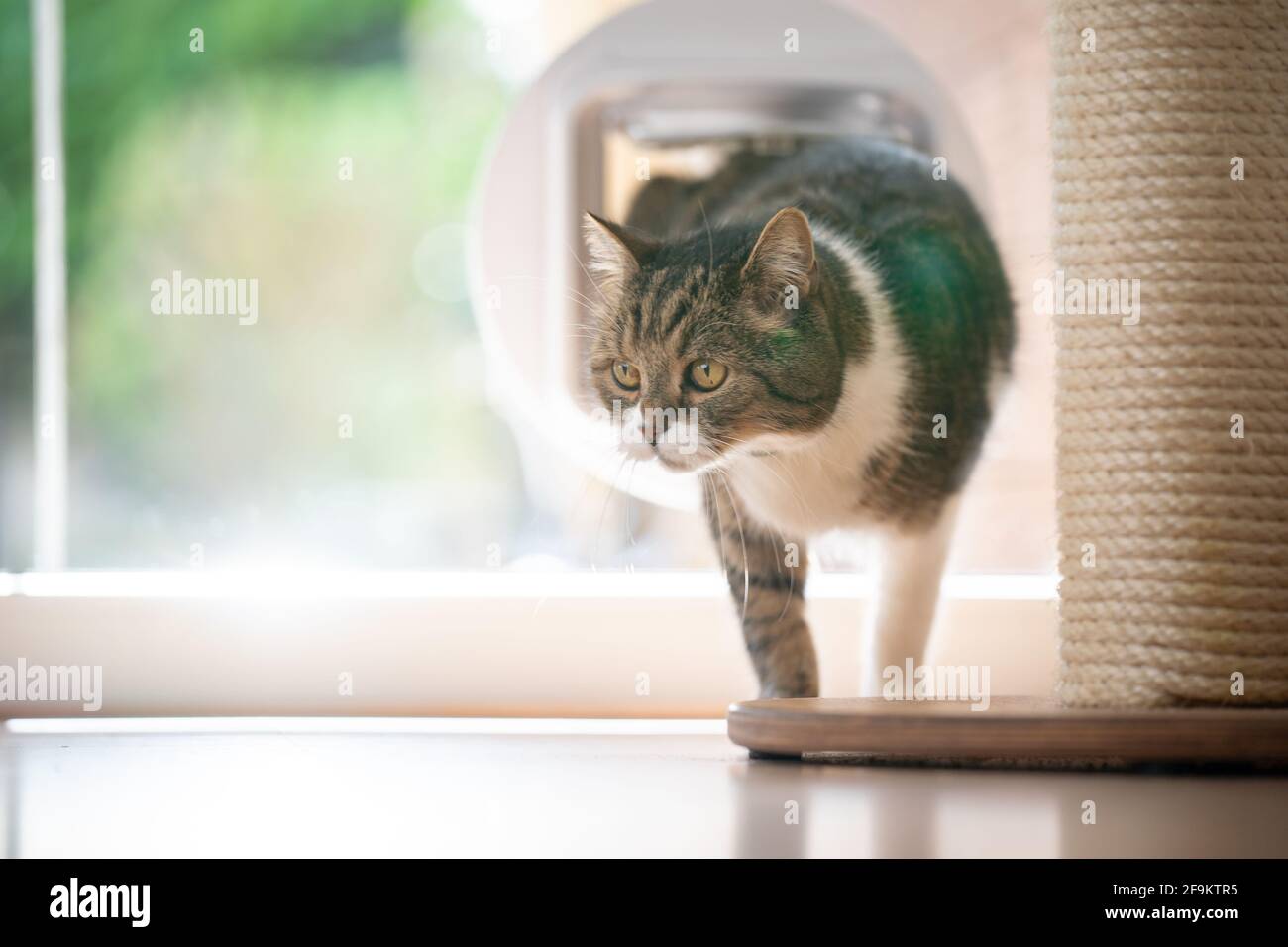 tabby white british shorthair cat coming home entering room through cat