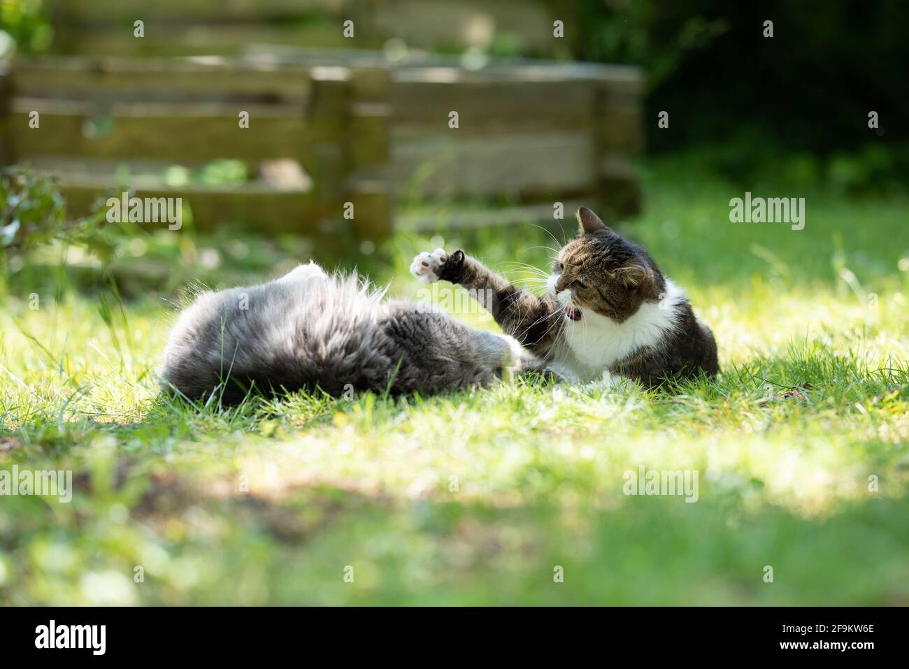 two cats fighting. tabby white british shorthair cat beating a blue