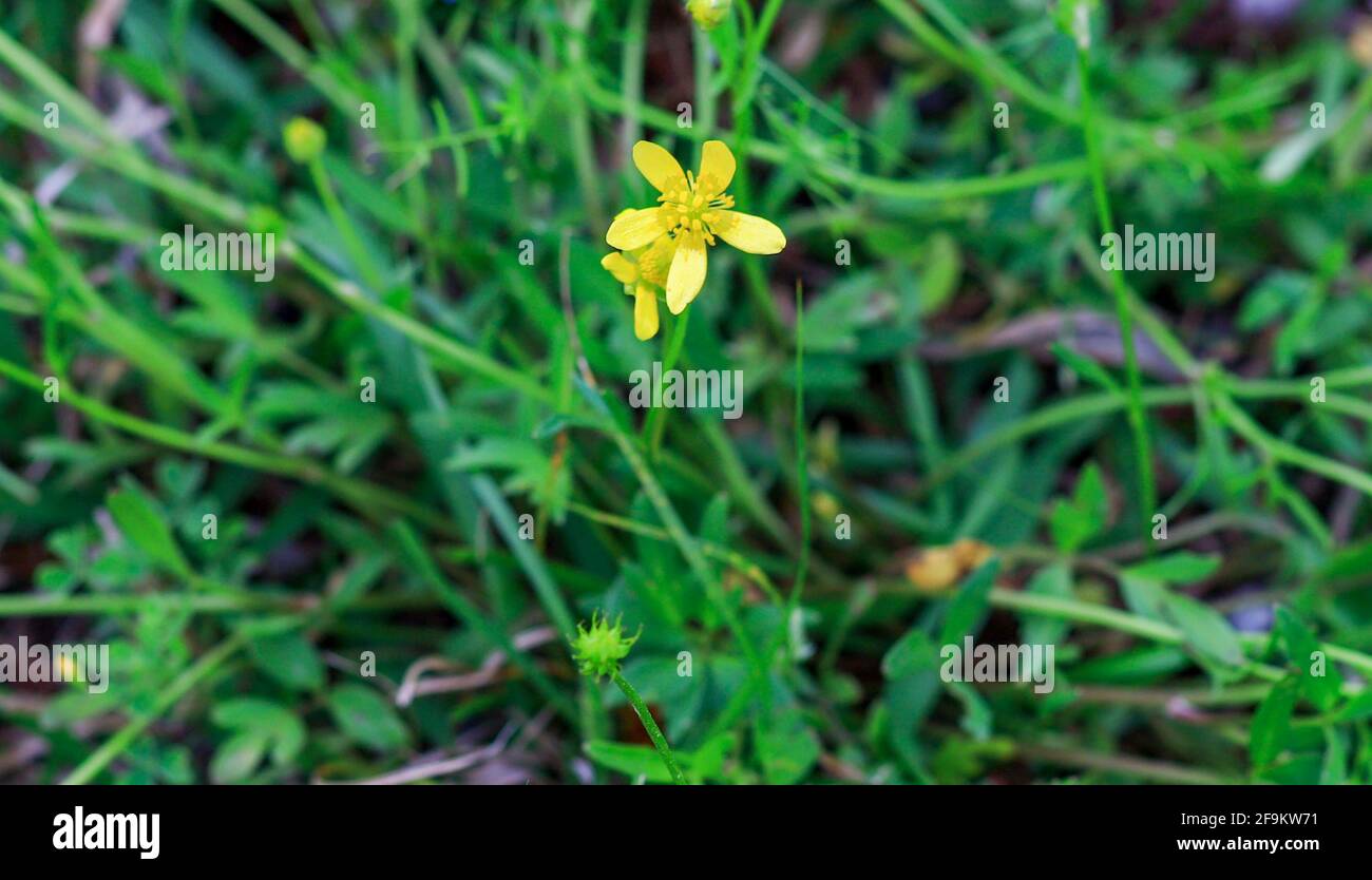 The name buttercup may derive from a false belief that the plants give butter its characteristic yellow hue (in fact it is poisonous to cows and other Stock Photo