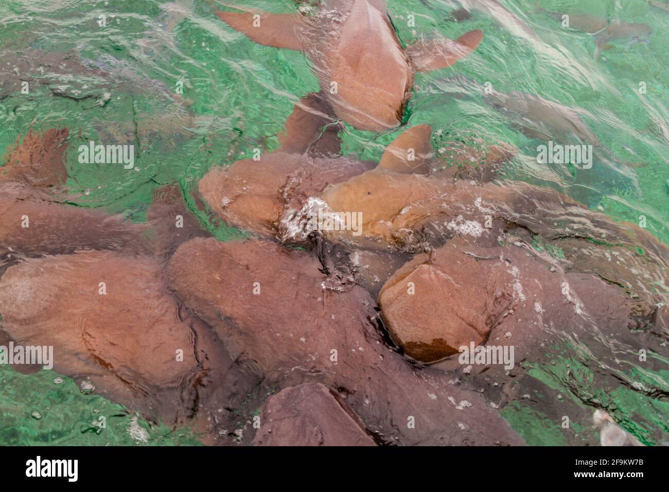 Group of nurse sharks Ginglymostoma cirratum in the Shark Ray Alley, Belize Stock Photo