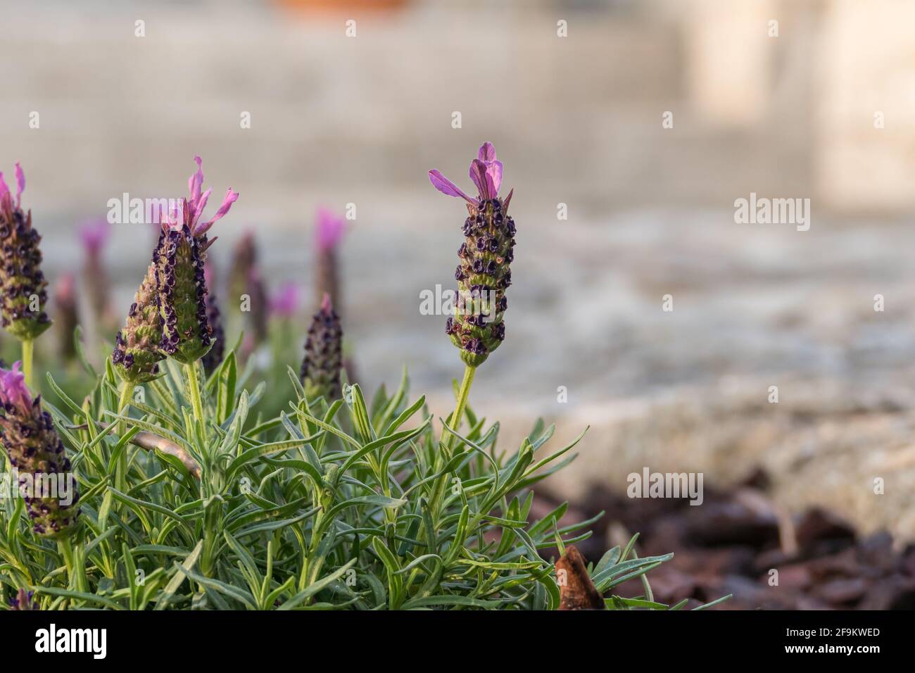 Lavandula stoechas with flowers in a garden in spring Stock Photo