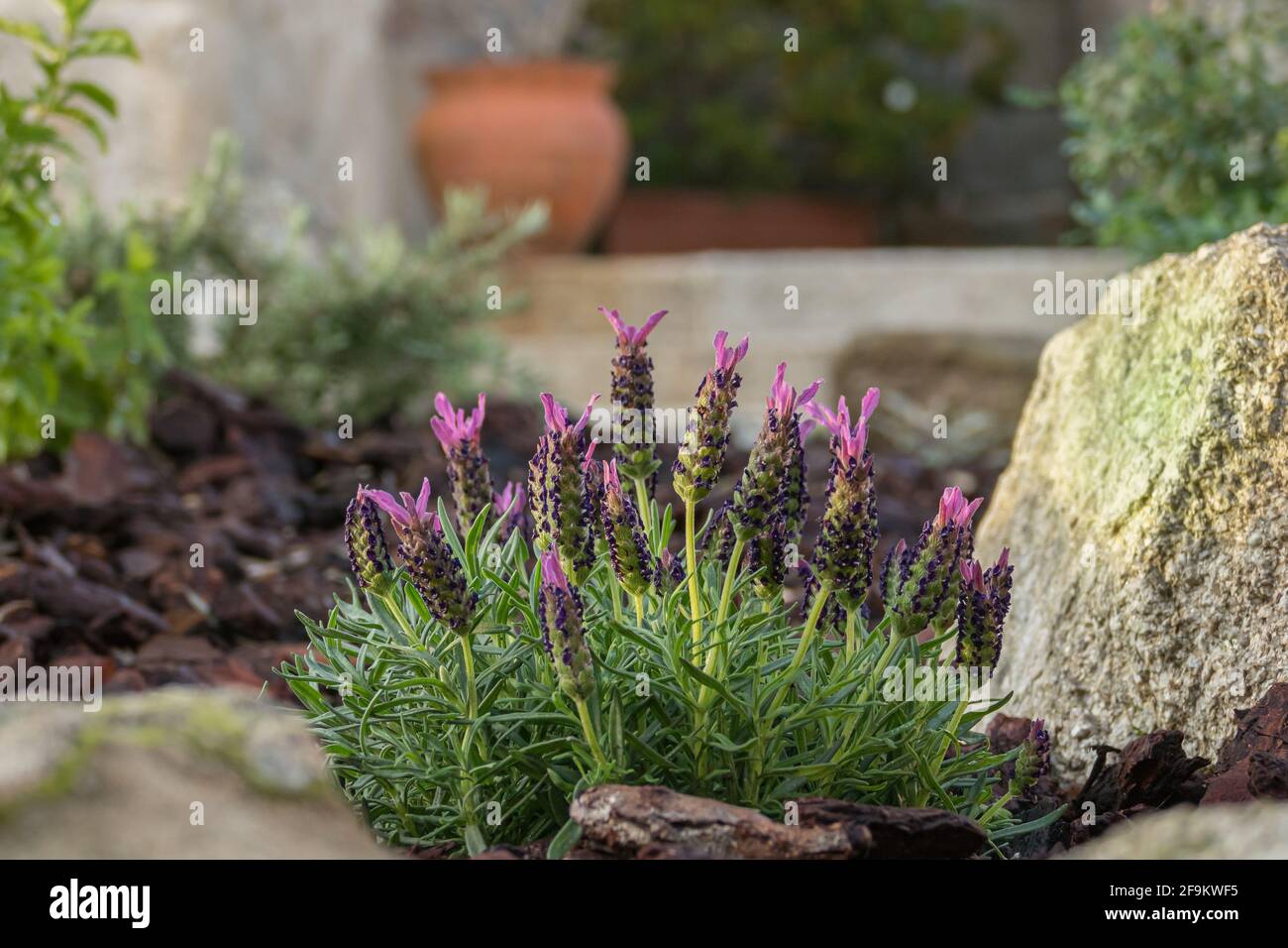 Lavandula stoechas blooms in an outdoor garden in spring Stock Photo
