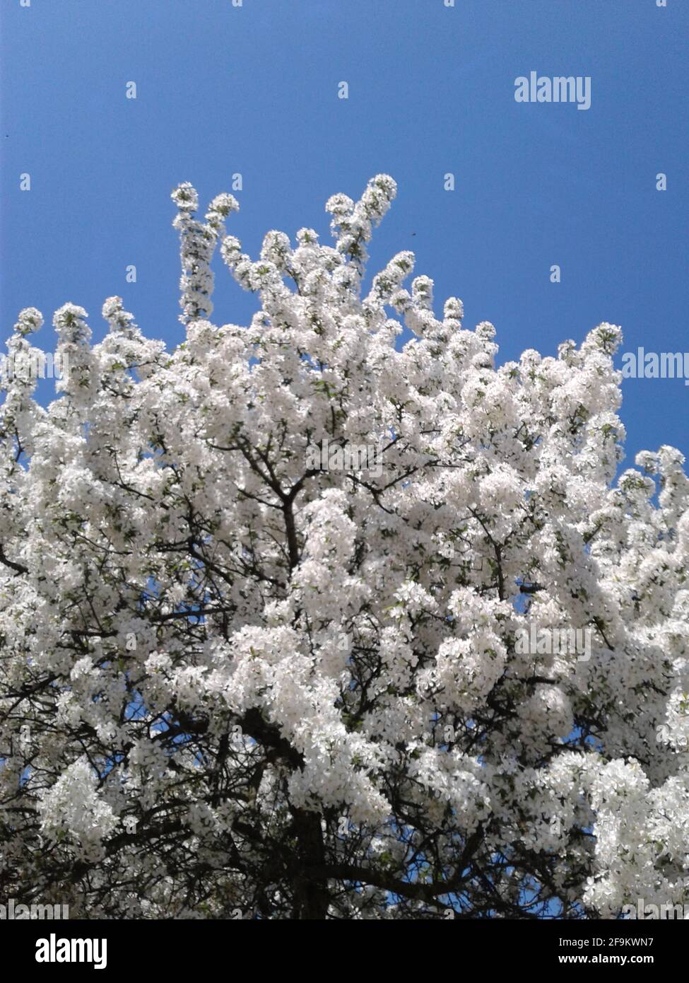 Spring Snow Crabapple Tree in Bloom Stock Photo