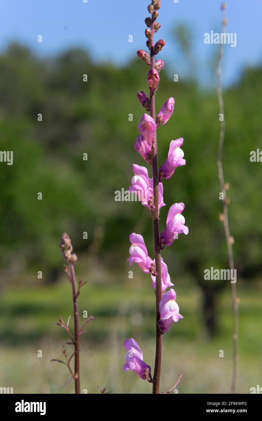 Antirrhinum litigiosum, Plantaginaceae Stock Photo