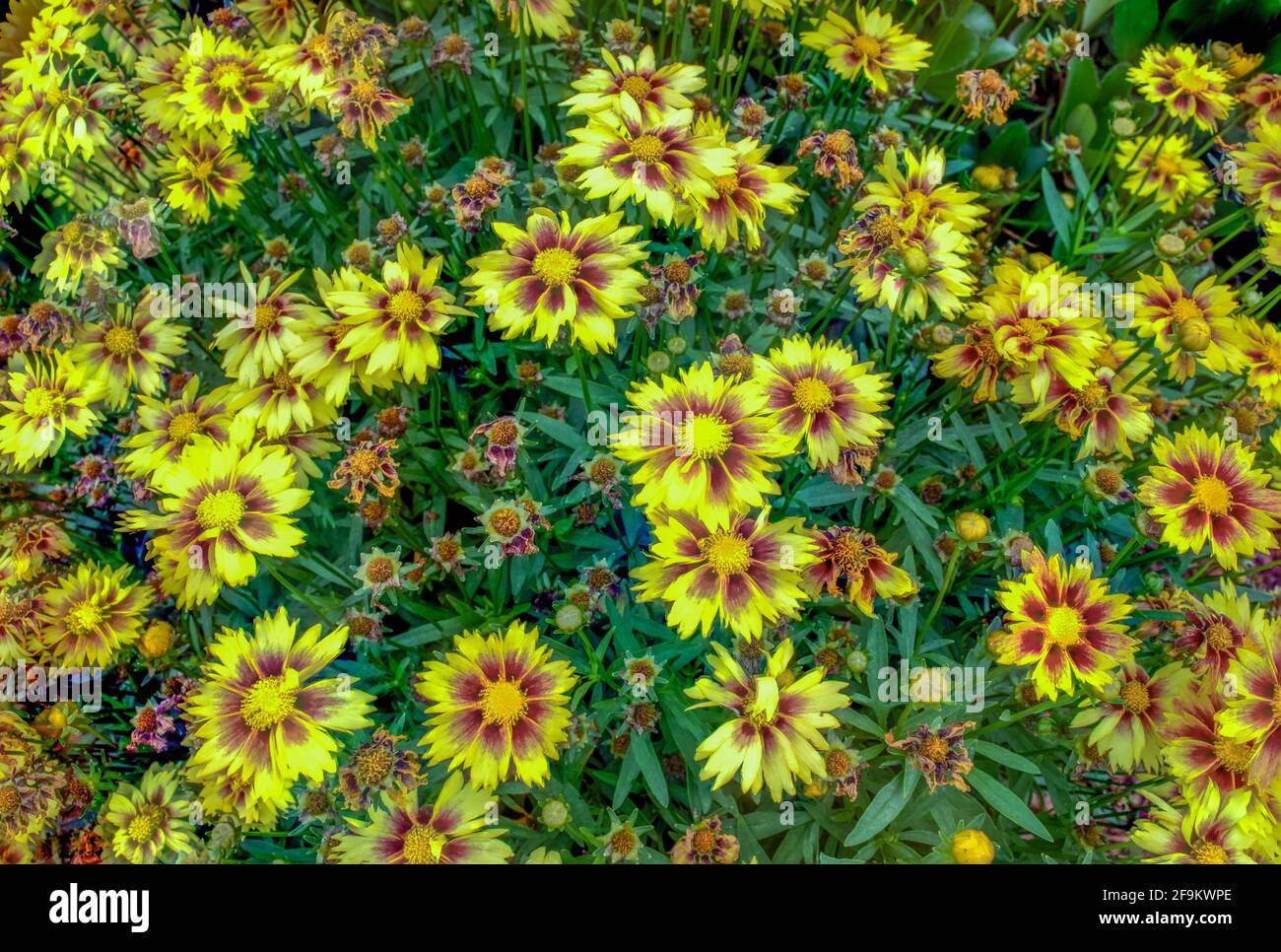 Gaillardia × Grandiflora is a hybrid species of flowering plant in the sunflower family Asteraceae, which is a cross of garden origin between Stock Photo