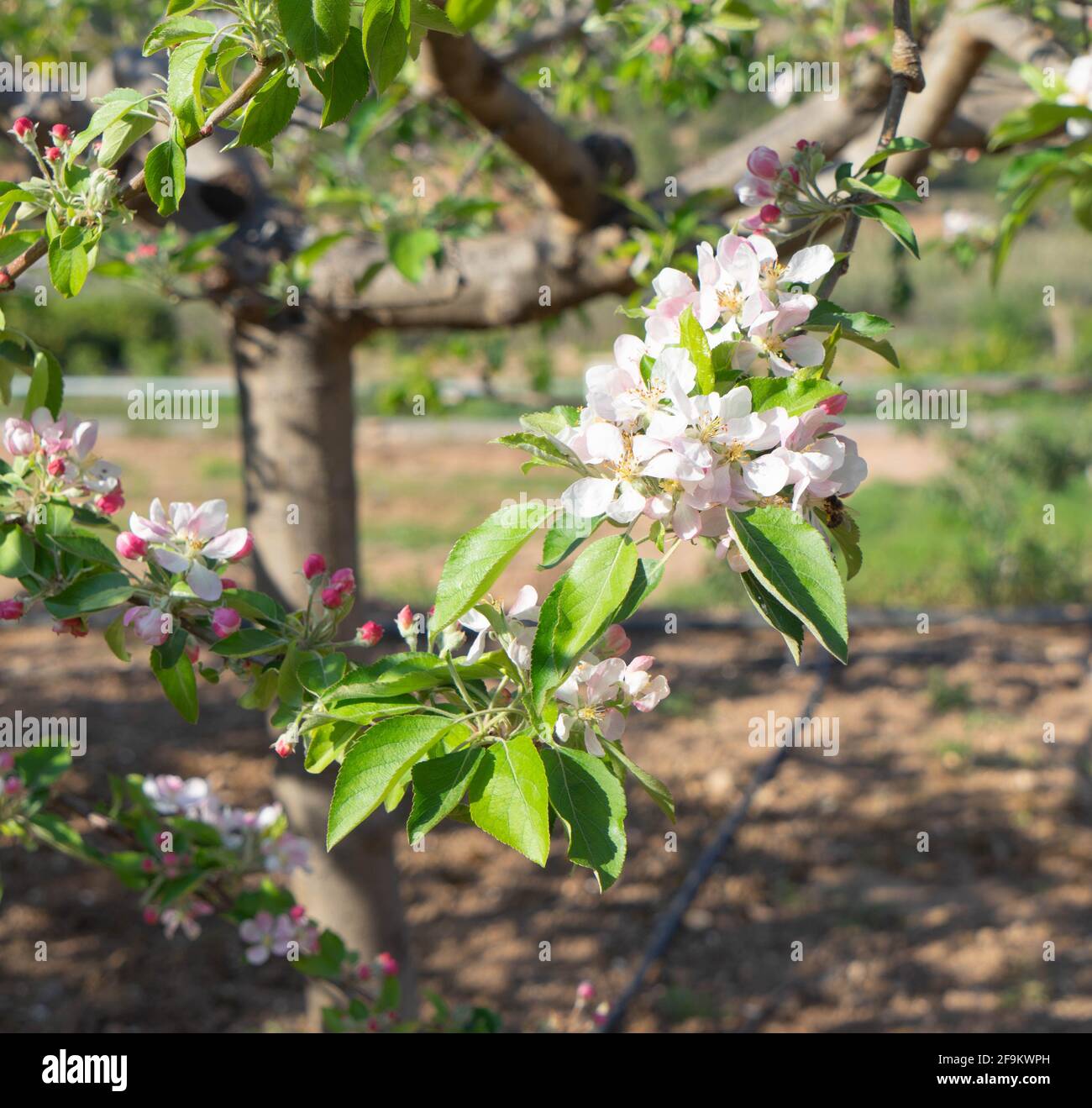 Malus sylvestris, rosaceae Stock Photo Alamy