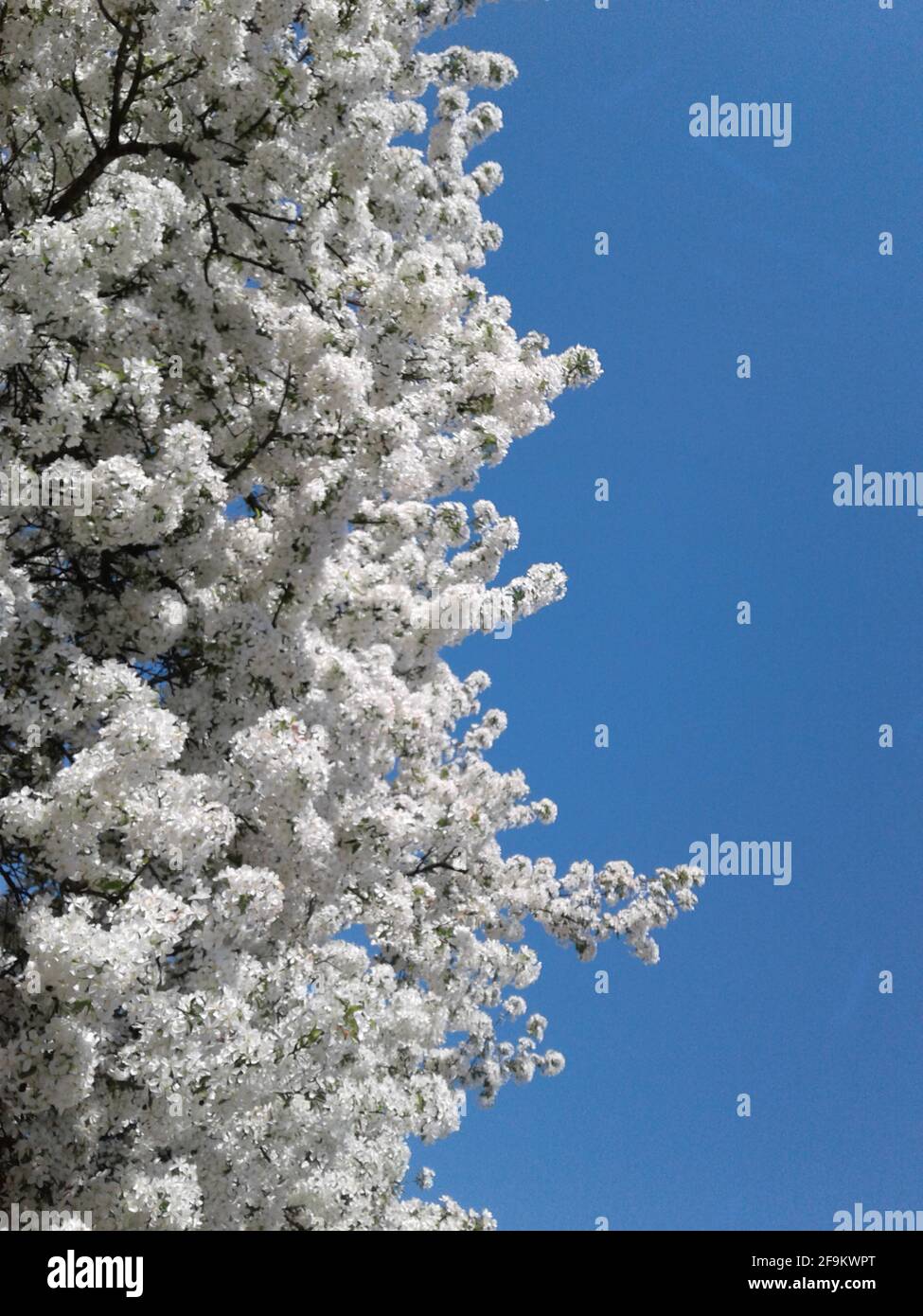 Spring Snow Crabapple Tree in Bloom Stock Photo