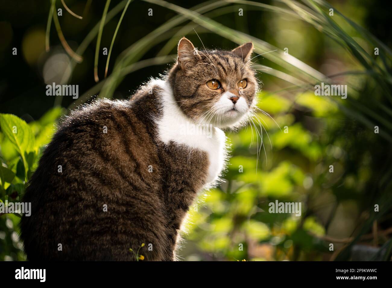 portrait of a tabby white british shorthair cat outdoors in beautiful ...