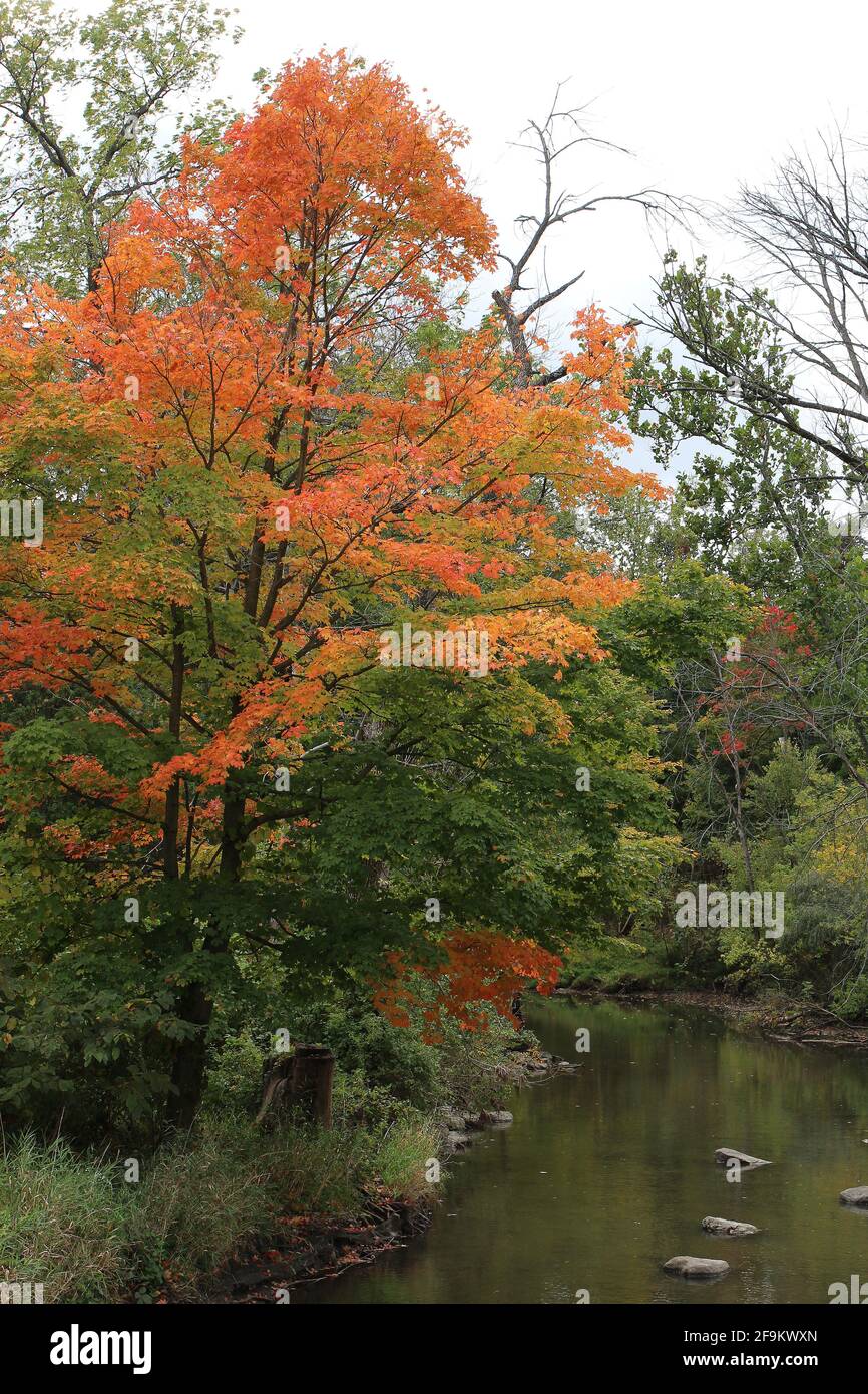 Trees with fall foliage lining the Pike River in Petrifying Springs