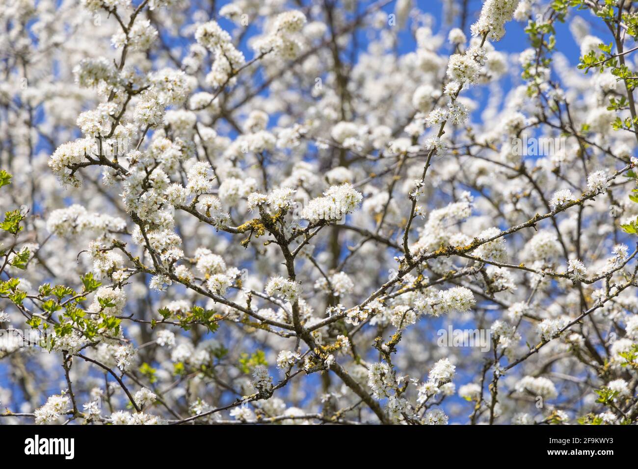 Crick, Northamptonshire, UK - April 19th 2021: A profusion of white blackthorn (Prunus spinosa) blossoms grow on moss-covered twigs in a hedgerow. Stock Photo