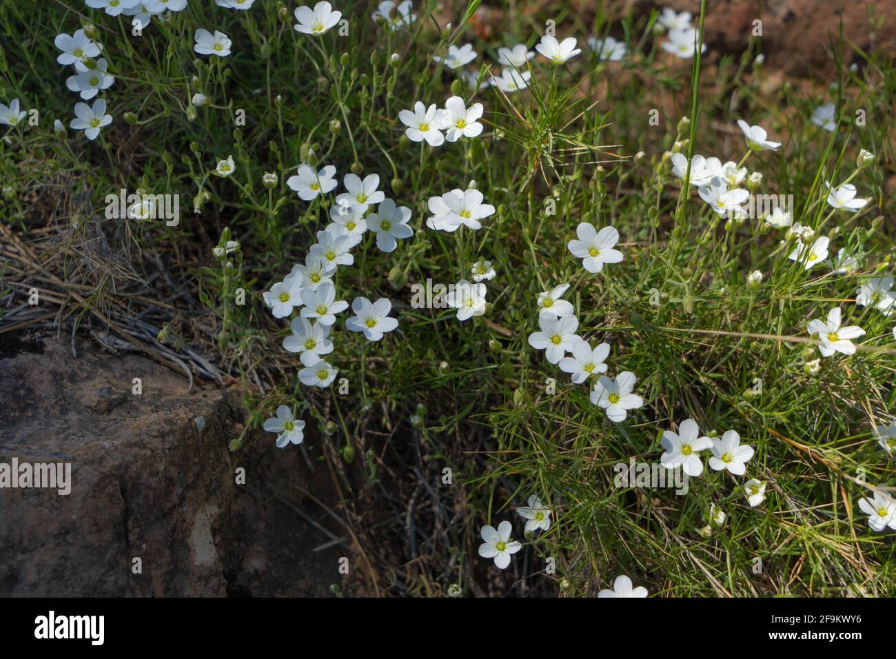 Arenaria montana, Caryophyllaceae Stock Photo
