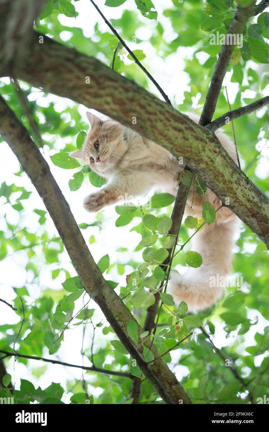 low angle view of a playful young cream tabby white ginger maine coon