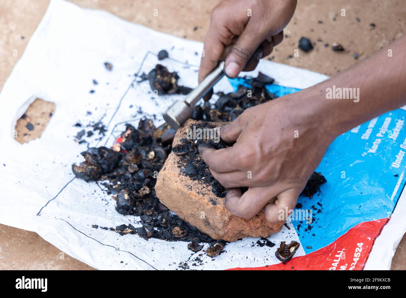 Cracking open roasted cashew seed to remove the nut from inside Stock
