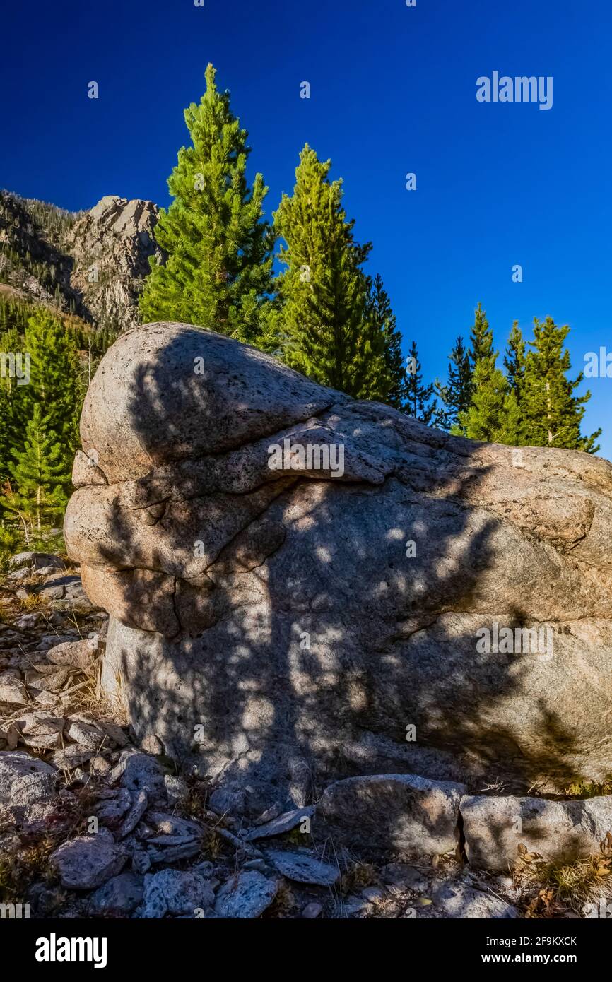 Lodgepole Pine, Pinus contorta, shadows on rock in Rock Creek Valley
