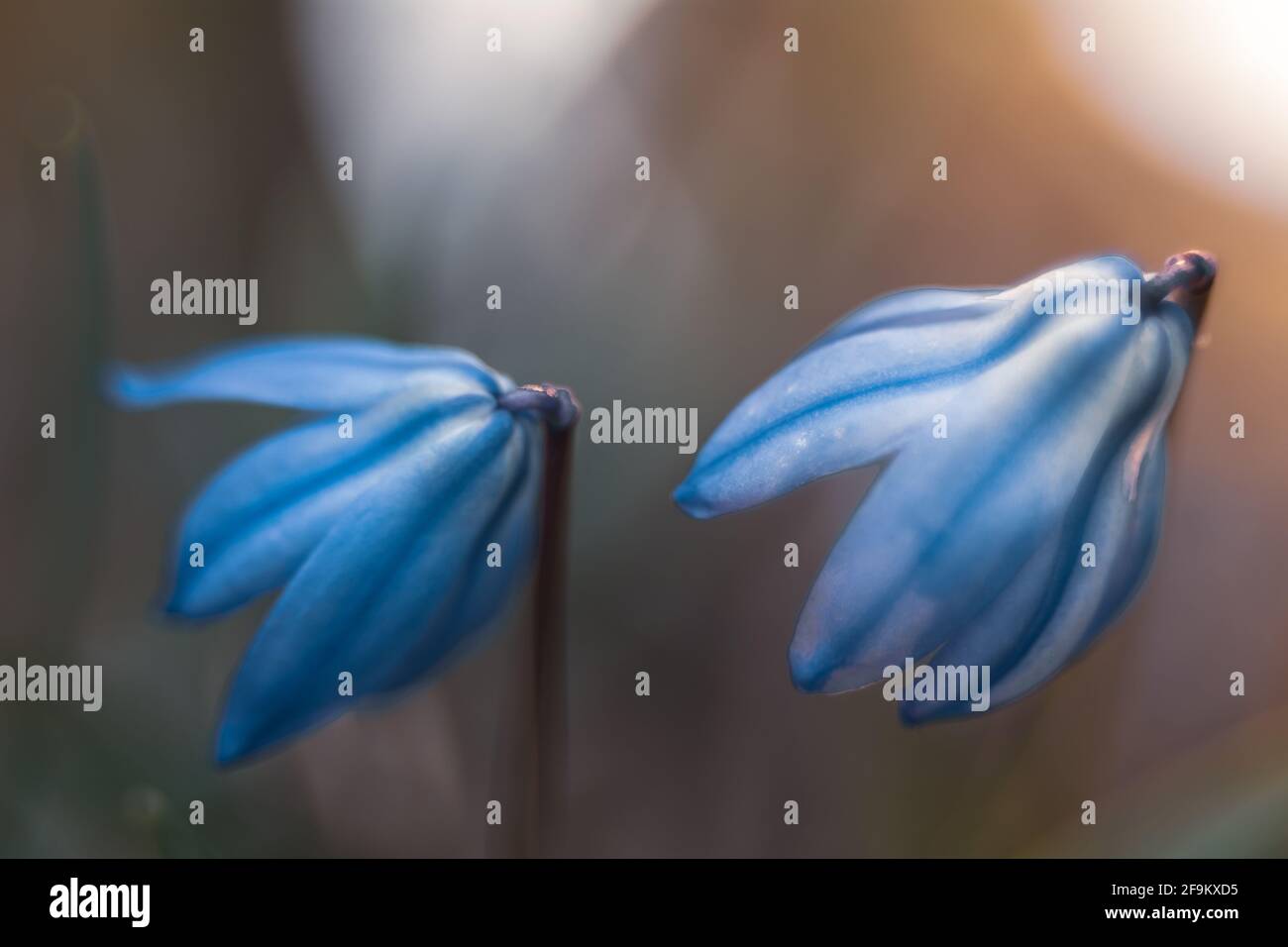 Siberian onion, early spring flower Stock Photo Alamy