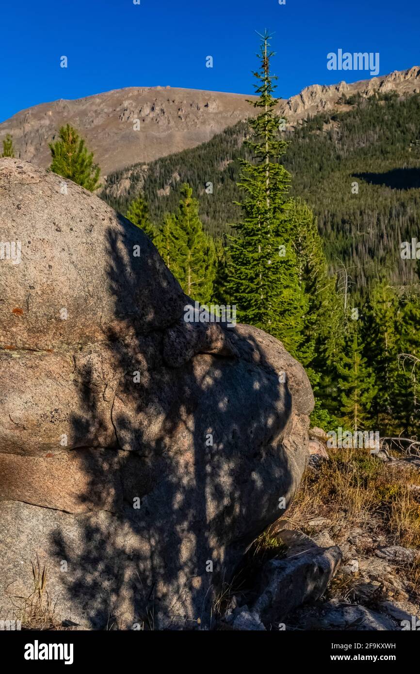 Lodgepole Pine, Pinus contorta, shadows on rock in Rock Creek Valley