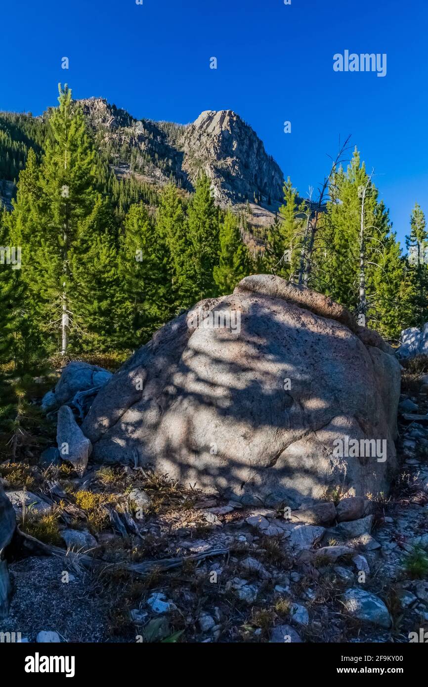 Lodgepole Pine, Pinus contorta, shadows on rock in Rock Creek Valley