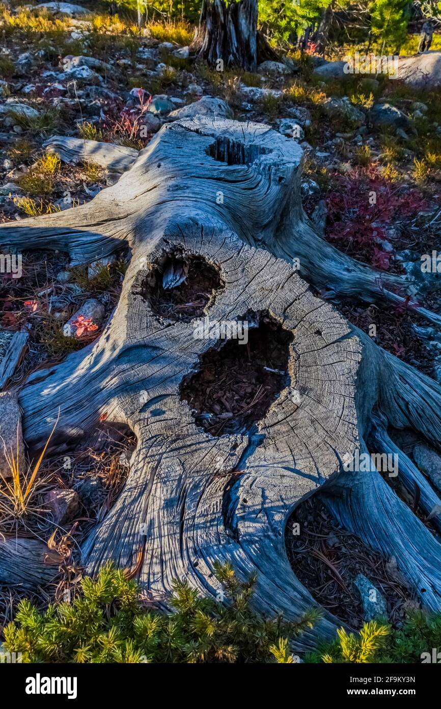 Cut Lodgepole Pine, Pinus contorta, stump in Rock Creek Valley along