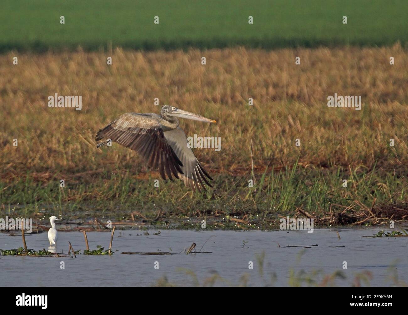 Spot-billed Pelican (Pelecanus philippensis) immature taking off from pond Ang Trapaeng Thmor, Cambodia        January Stock Photo