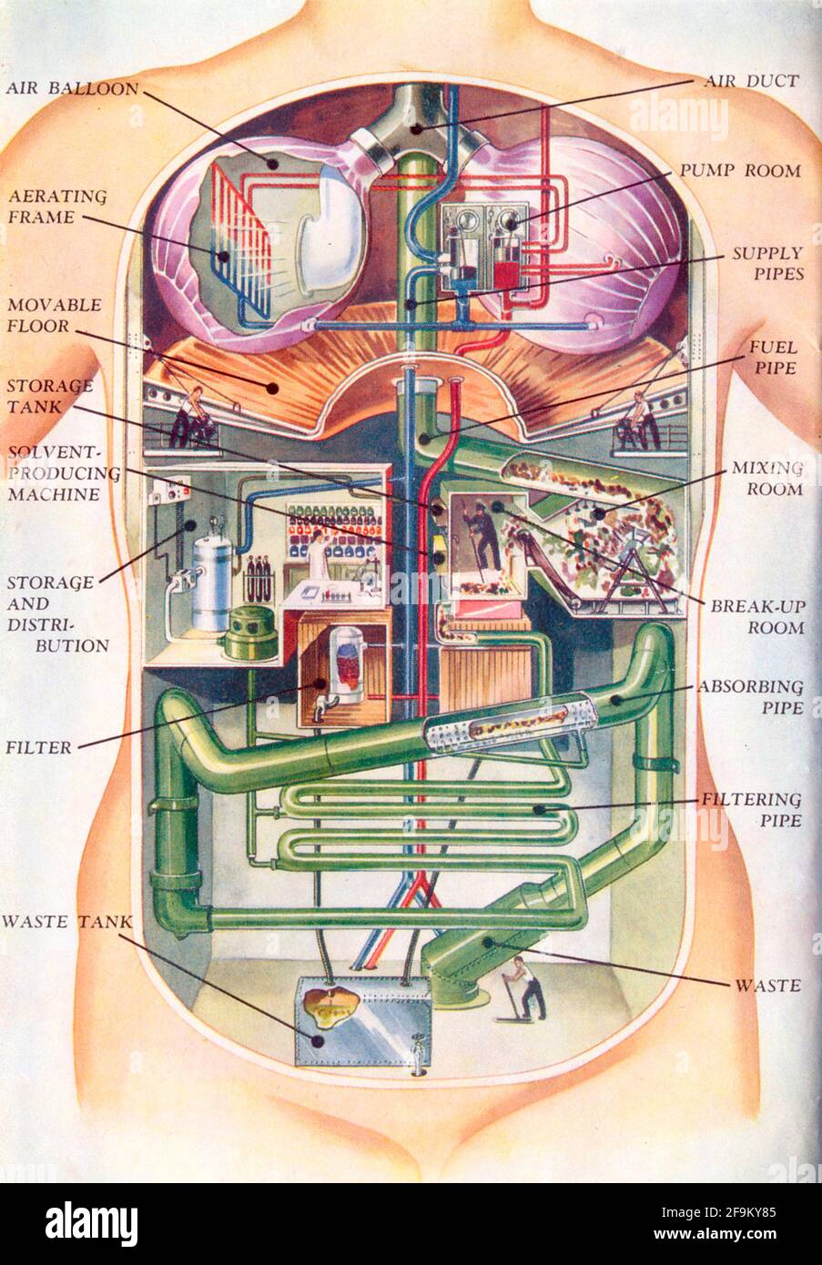 Diagram of how the human body works described by function for children, 1945 Stock Photo