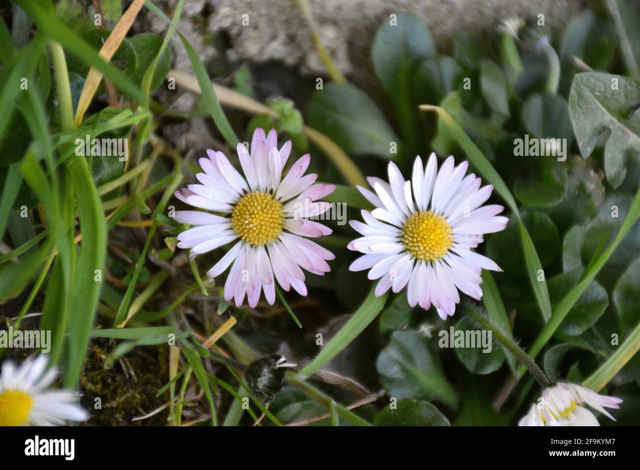 Daisy flowers (Bellis perennis), white and purple. Spring in Munilla, La Rioja, Spain. Stock Photo