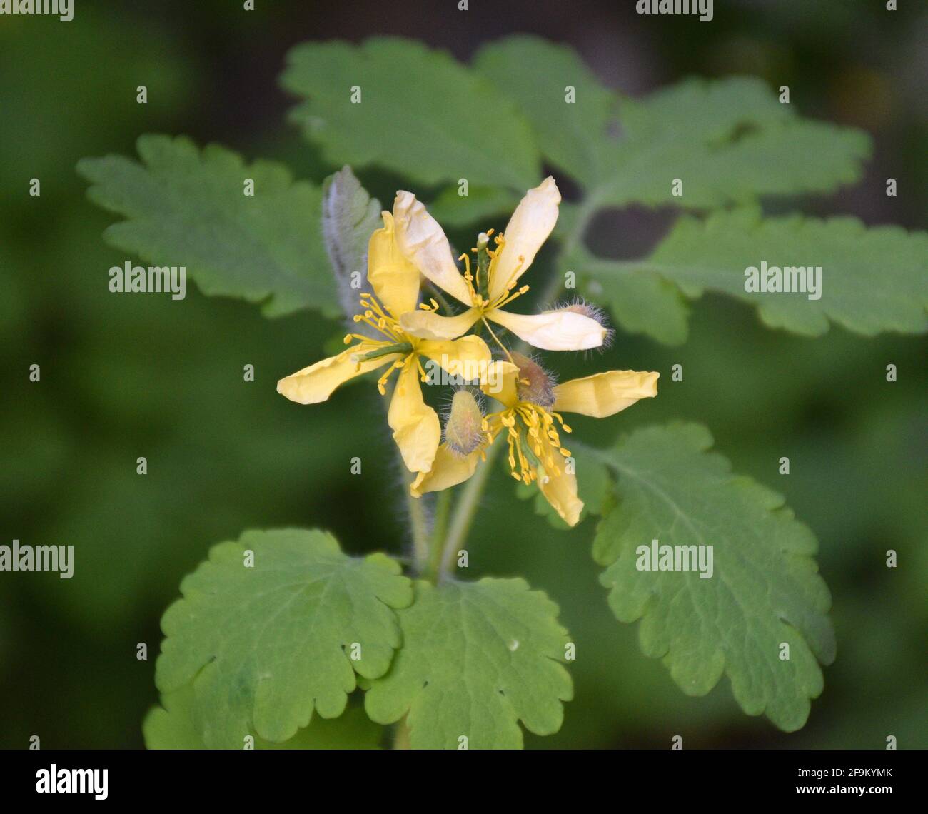 Yellow flowers of Celandine (Chelidonium majus) and its leaves. Used to 