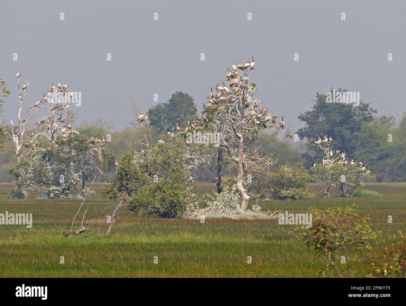 Spot-billed Pelican (Pelecanus philippensis) tree roost in early evening Ang Trapaeng Thmor, Cambodia        January Stock Photo