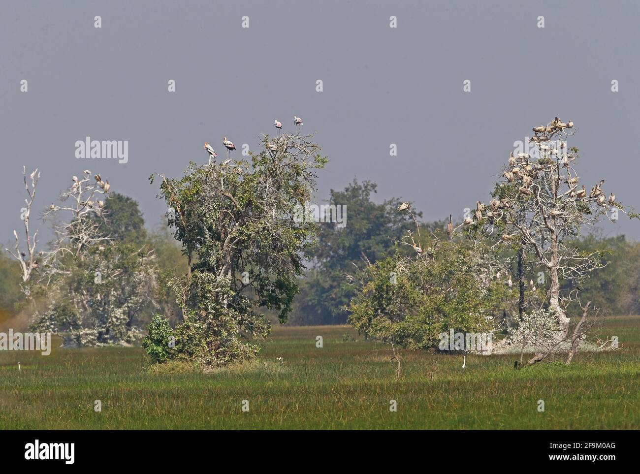Spot-billed Pelican (Pelecanus philippensis) and Painted Stork (Mycteria leucocephala) tree roost in early evening Ang Trapaeng Thmor, Cambodia Stock Photo