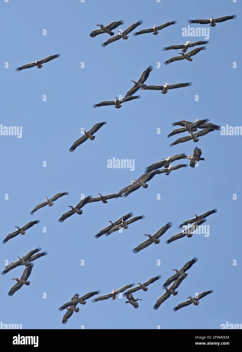 Spot-billed Pelican (Pelecanus philippensis) flock thermalling Ang Trapaeng Thmor, Cambodia        January Stock Photo