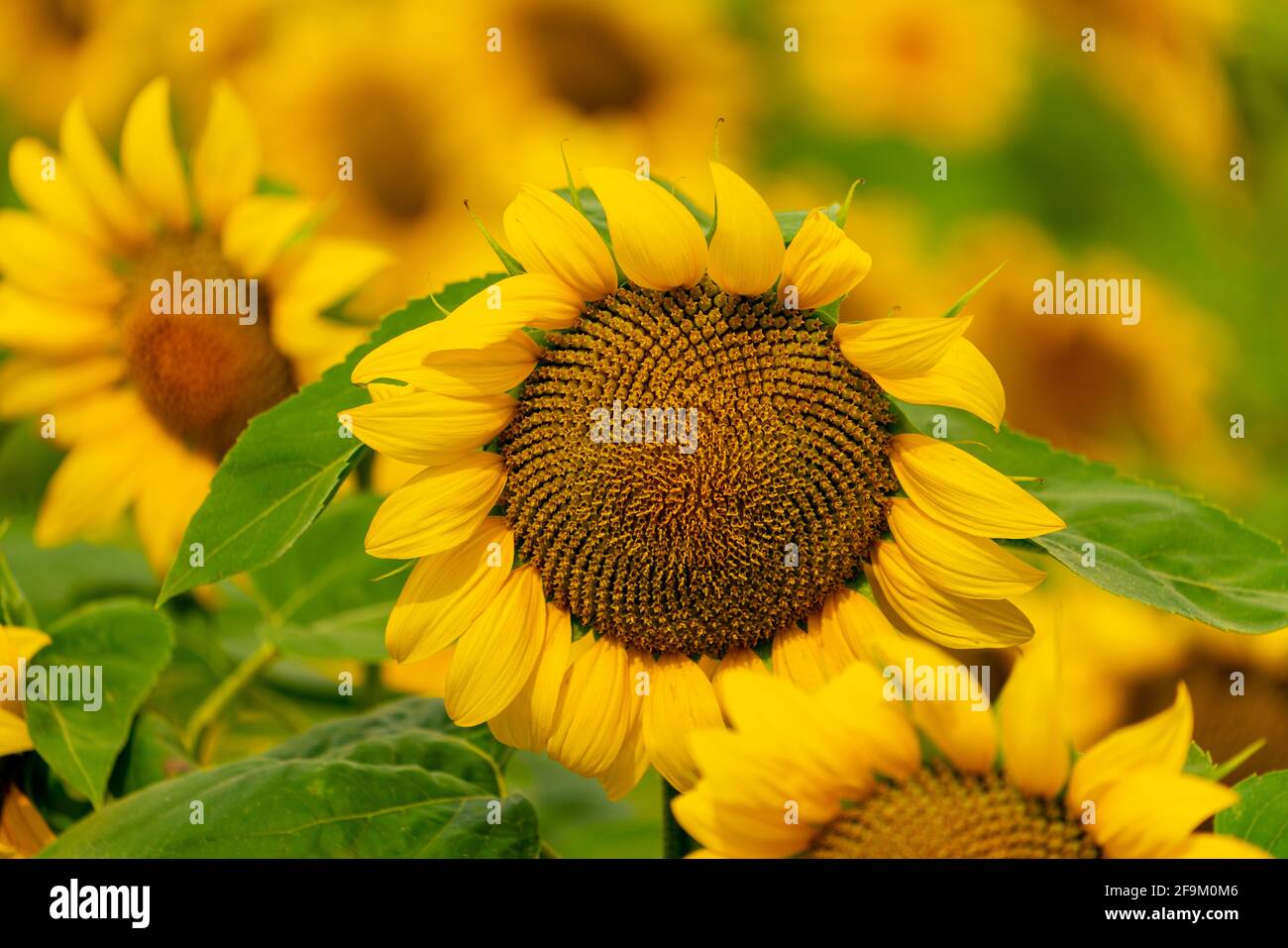 Sunflowers blooming in the field. harvest and agriculture in summer season Stock Photo