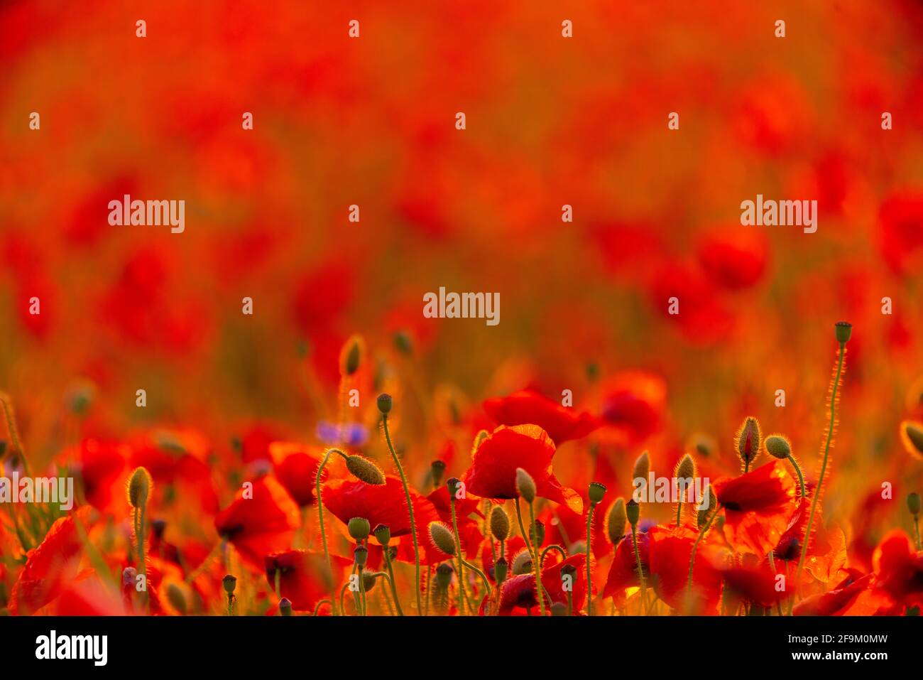 Poppy flowers field at sunset or sunrise. Agriculture and natural background Stock Photo