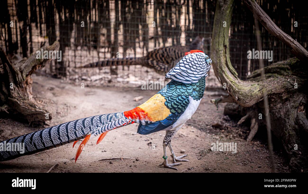 One male Lady Amherst's pheasant. Portrait of Chrysolophus amherstiae. Beauty in nature. Stock Photo