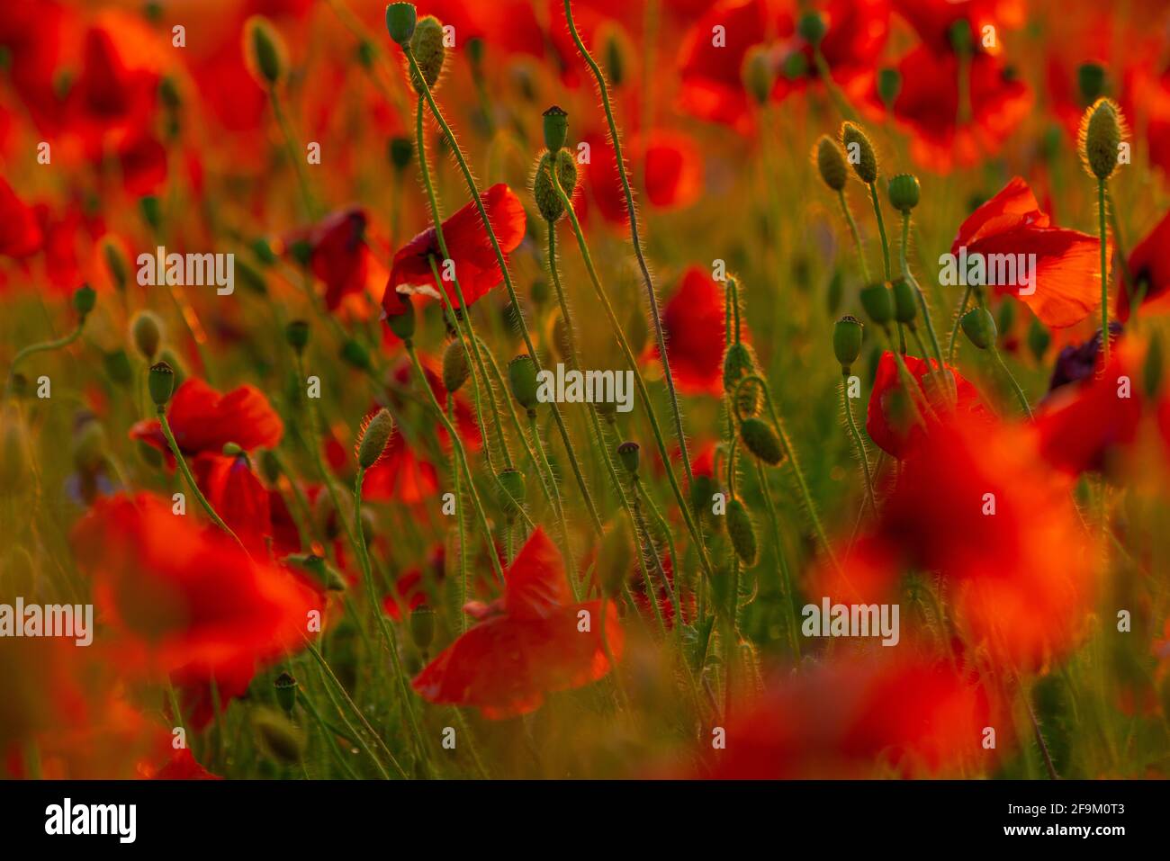 Poppy flowers field close-up and macro. Agriculture and natural background Stock Photo