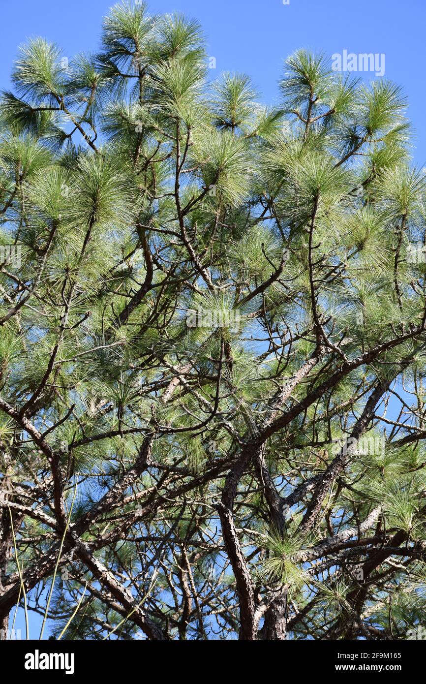 Green pinus hires stock photography and images Alamy