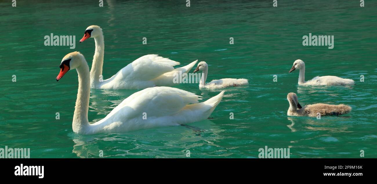 Swan family Stock Photo