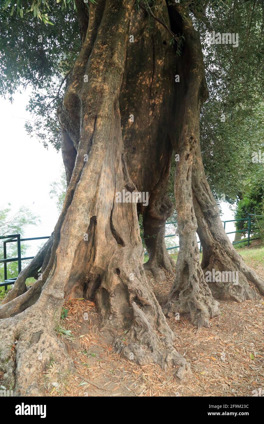 Olive tree Stock Photo