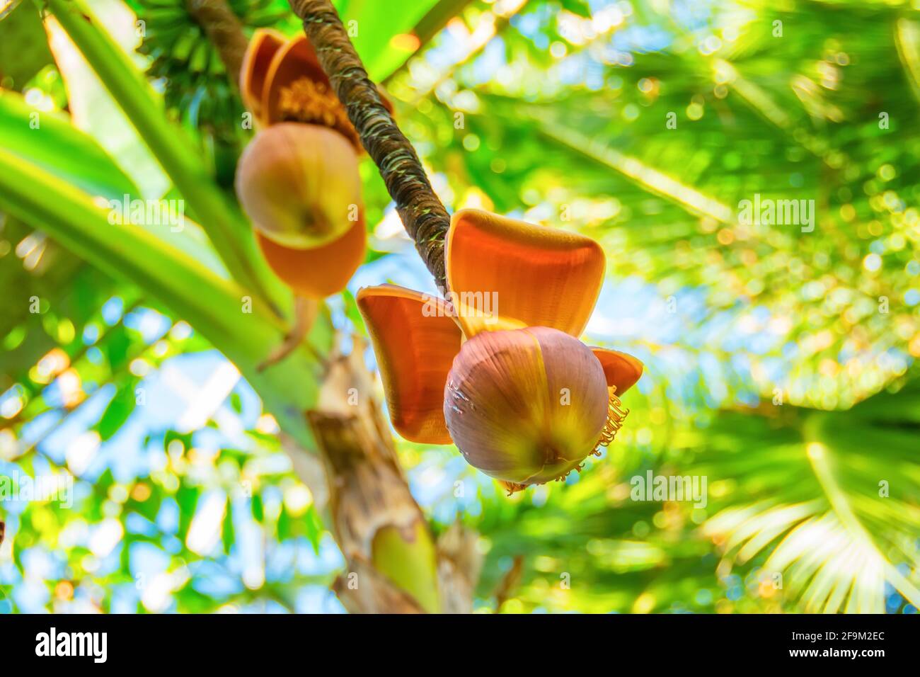 Musa Young banana flower growing in the tropics. Bananas on the tree. Musaceae family Stock Photo