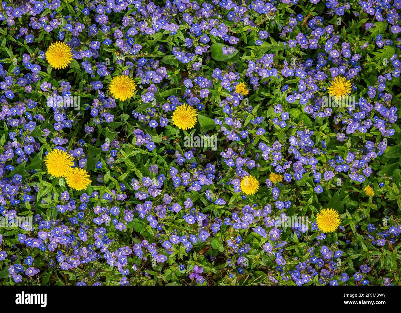 Waterperry blue veronica ground cover and dandelion flowers in garden in central Virginia in early spring. Stock Photo