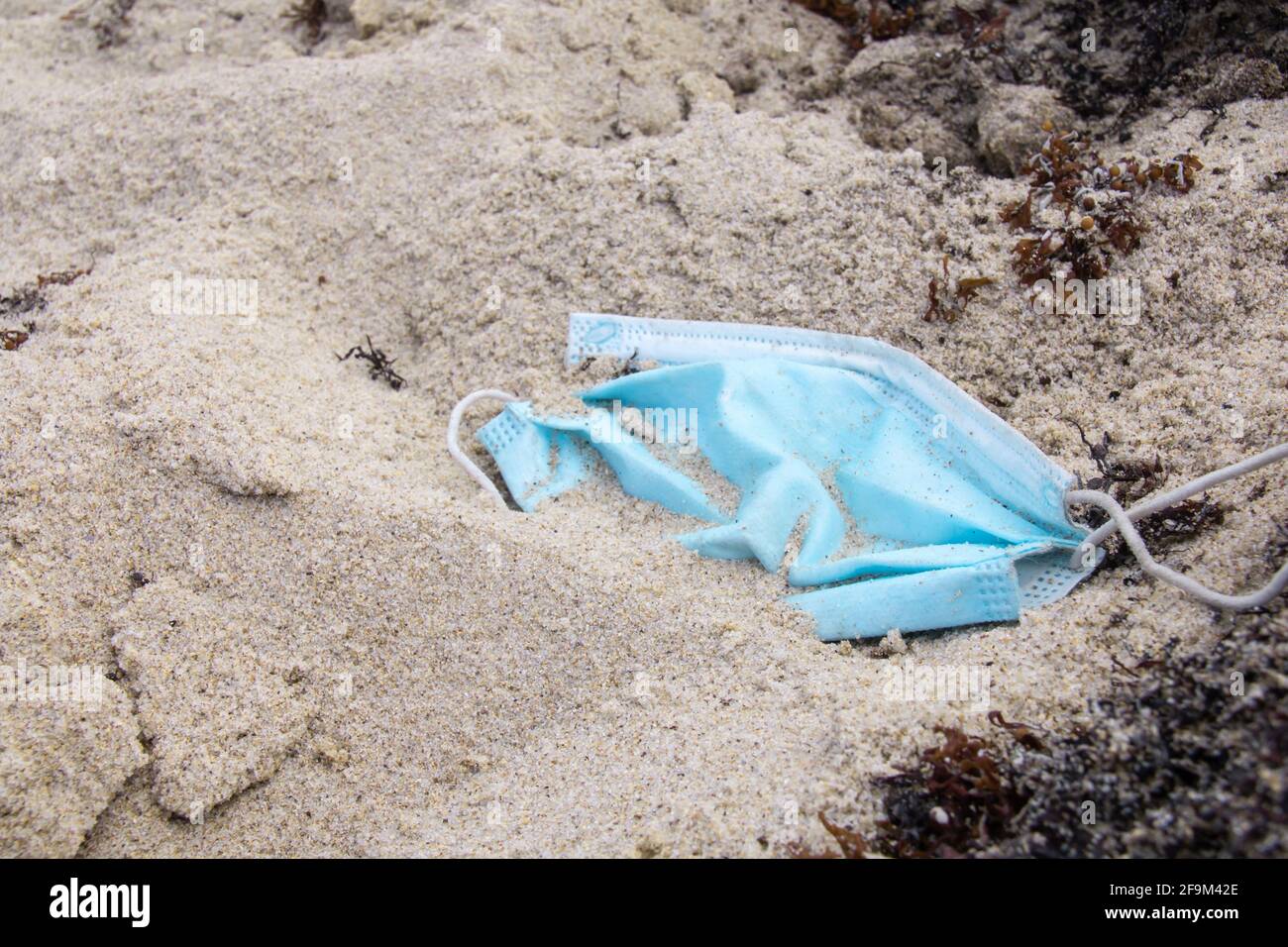 A discarded pale blue surgical medical face mask lying in the sand on a beach in Barbados, surrounded by seaweed. Partially buried. Concept. Stock Photo