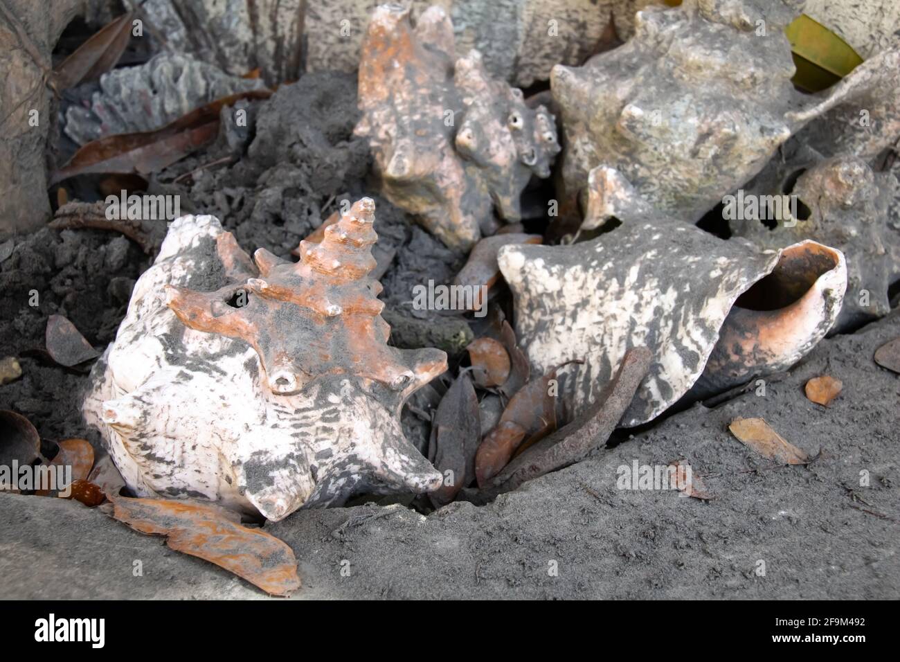 Pink and white adult queen conch shells in a Barbados garden covered in black volcanic dust or ash from the Soufriere volcano in St. Vincent. Stock Photo