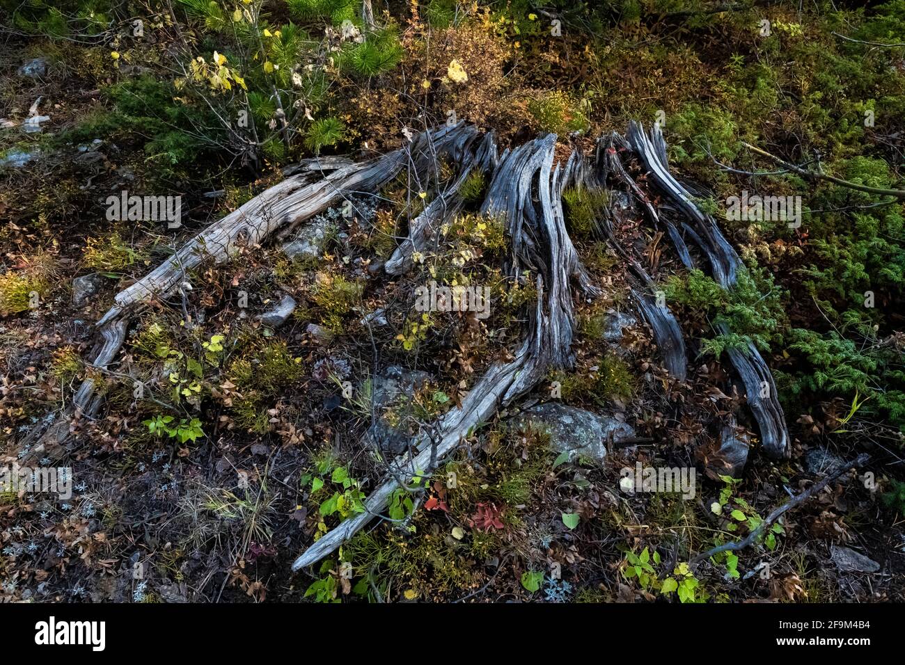 Old and decaying Lodgepole Pine, Pinus contorta, stump in Rock Creek