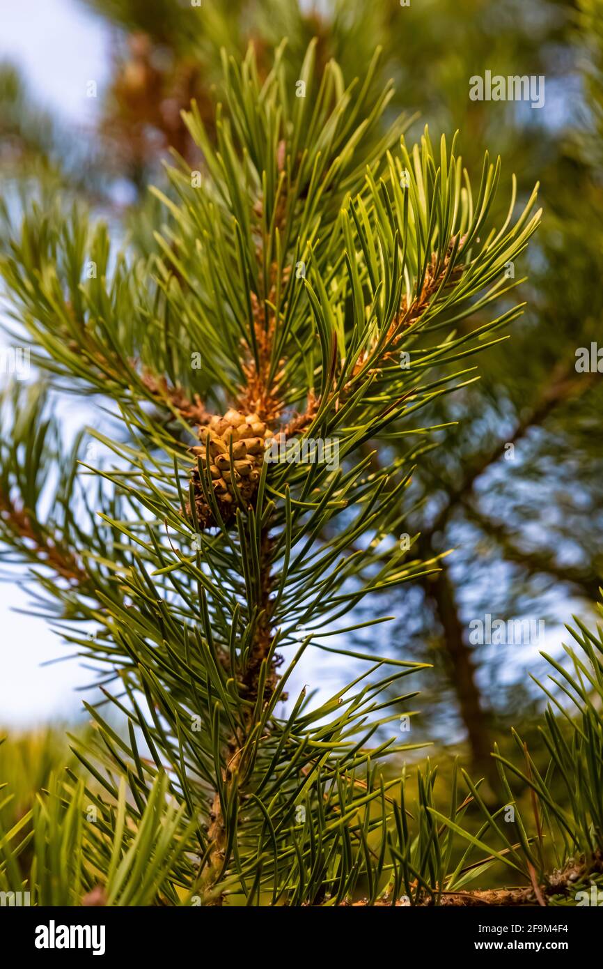 Lodgepole Pine, Pinus contorta, cone and needles in Rock Creek Valley