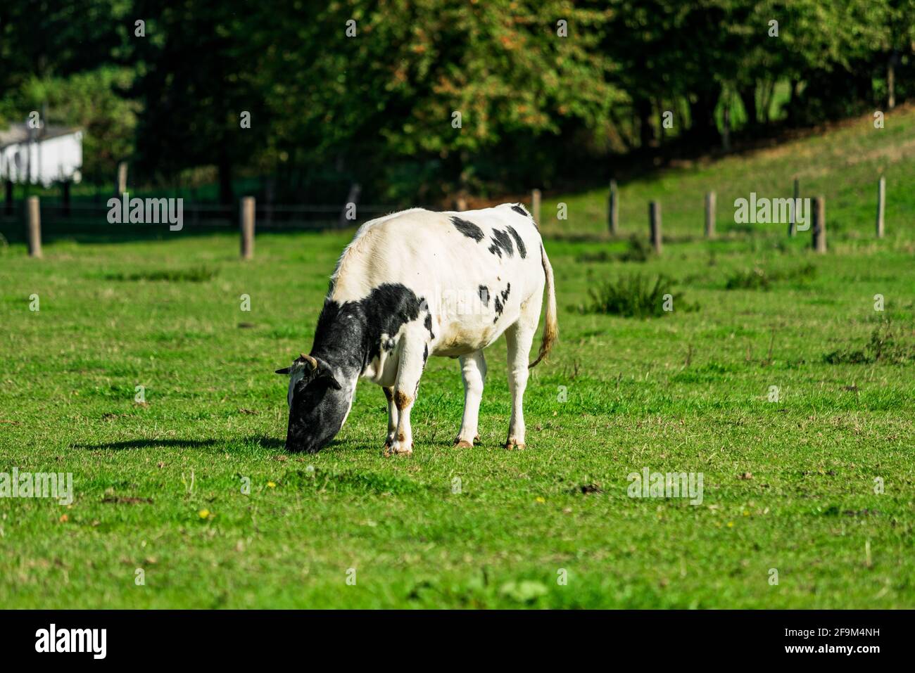 Cattle in the meadow. Cows on a green field Stock Photo - Alamy