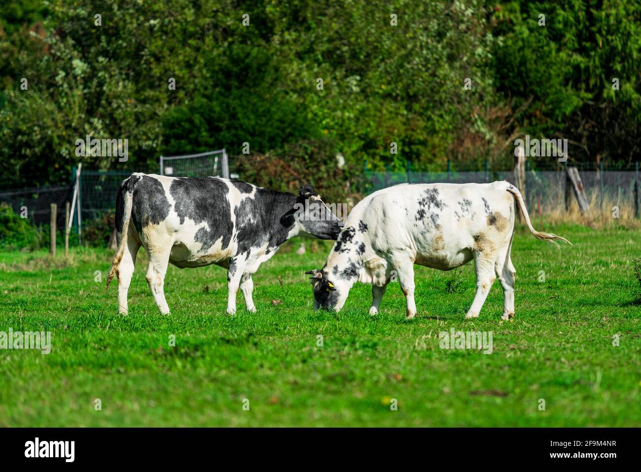 Cattle in the meadow. Cows on a green field Stock Photo - Alamy