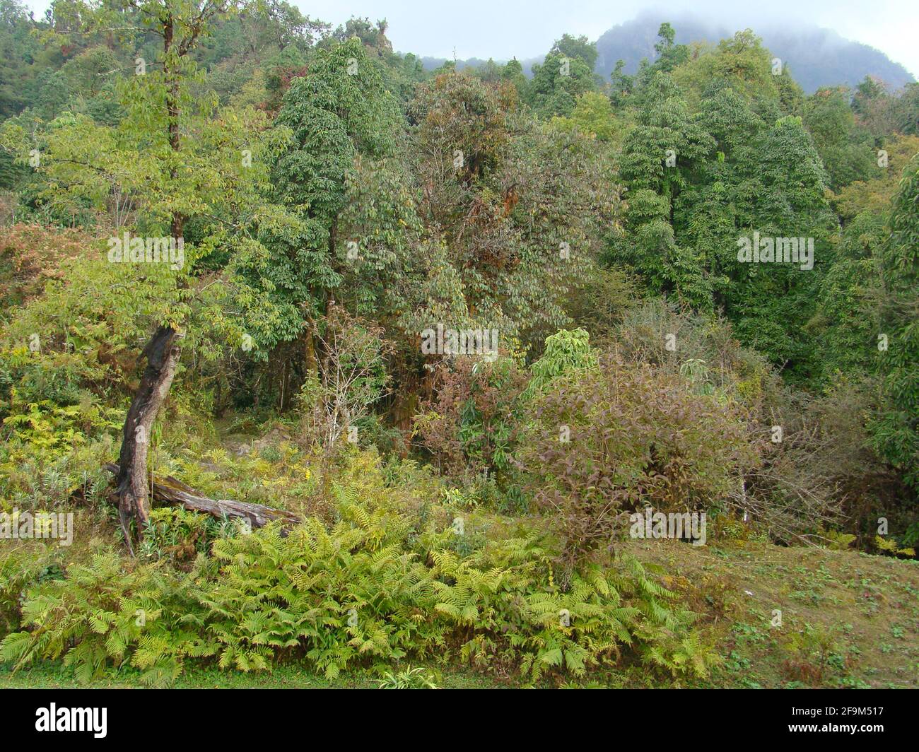 Mixed temperate mountain forests (Himalayan mixed forests) in the