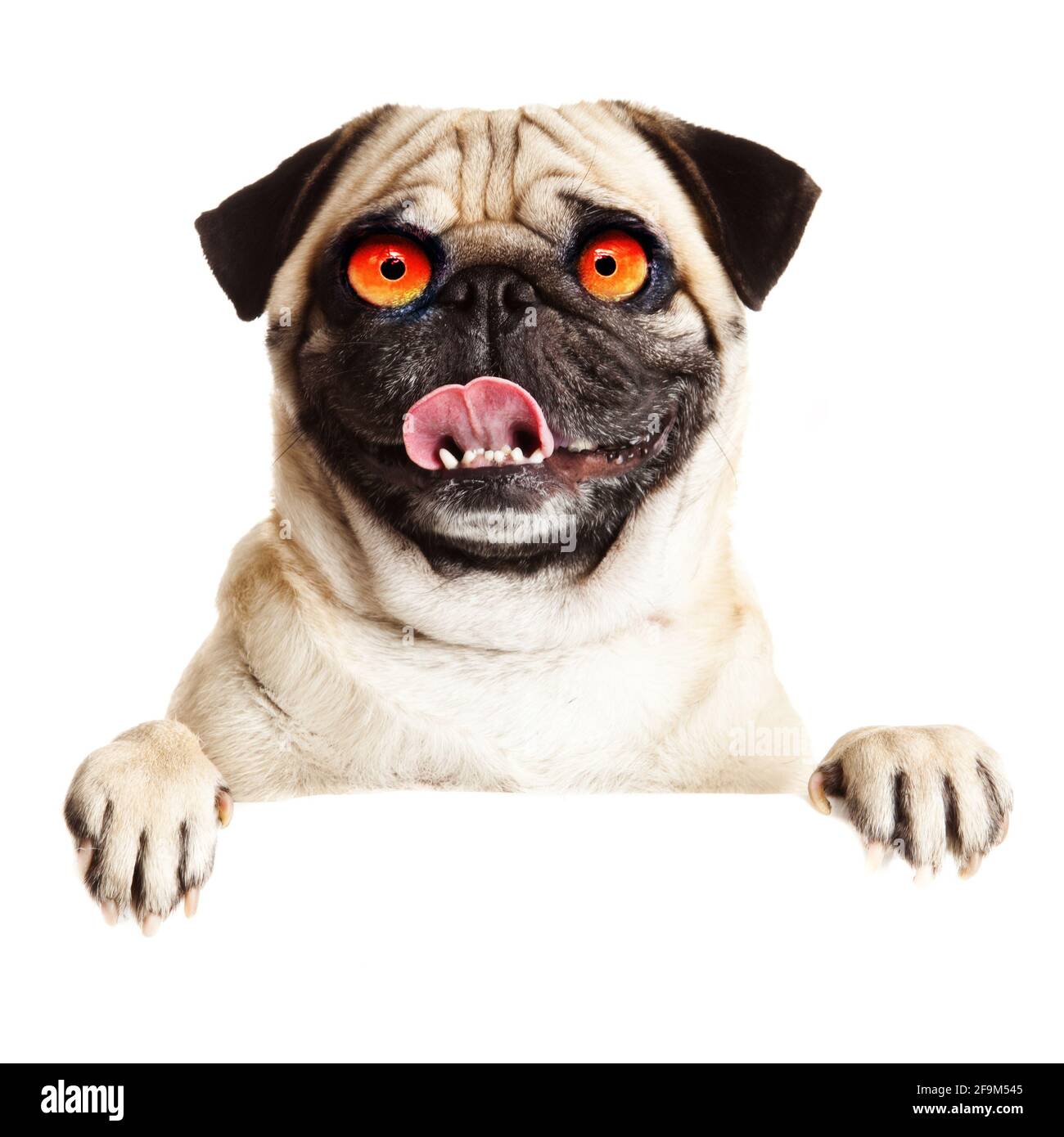 Crazy pug hi-res stock photography and images - Alamy