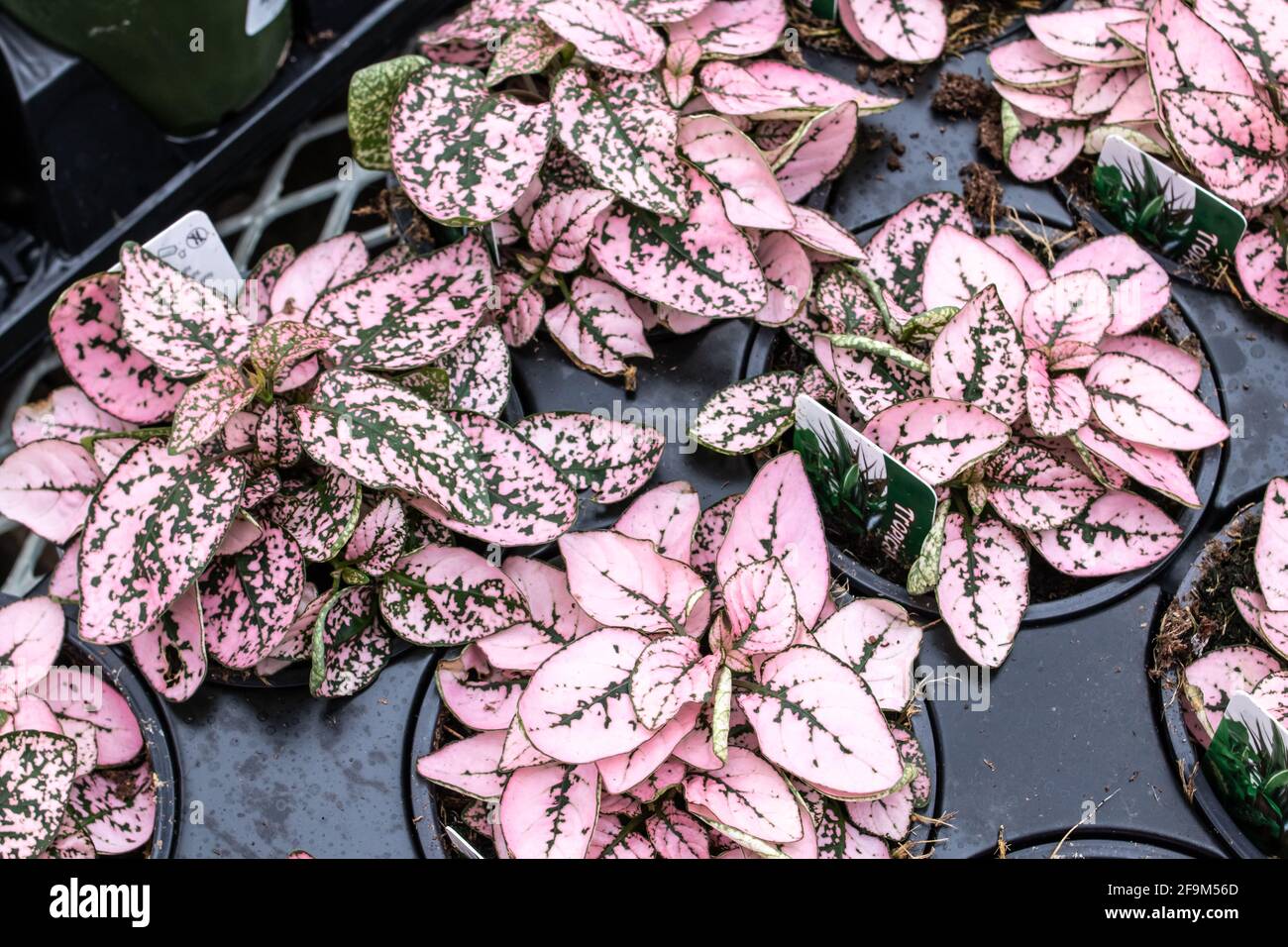 A black tray filled with baby polka dot plants, or Hypoestes phyllostachya, inside a flower market in London, Ontario, Canada, March 2021. Stock Photo